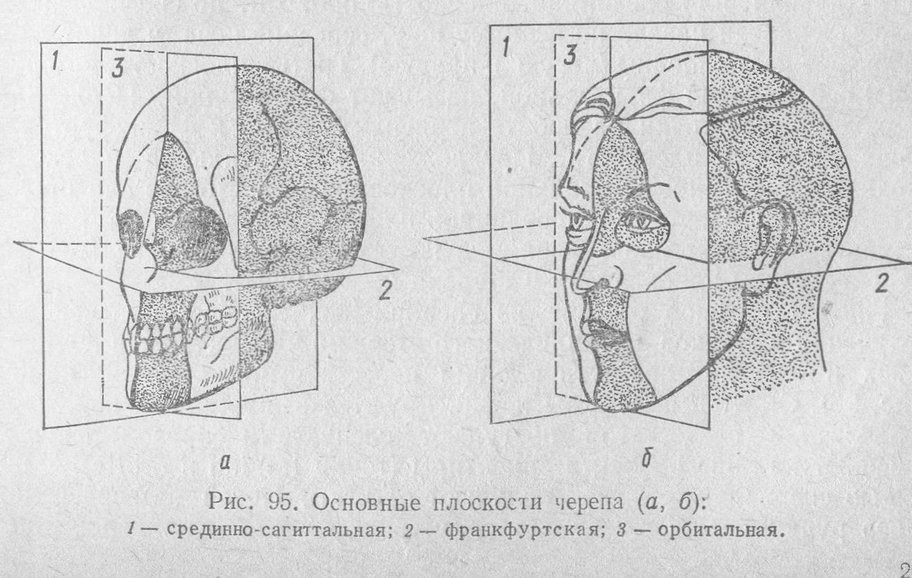 Плоскости черепа