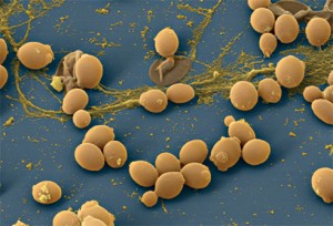 Грибы Candida