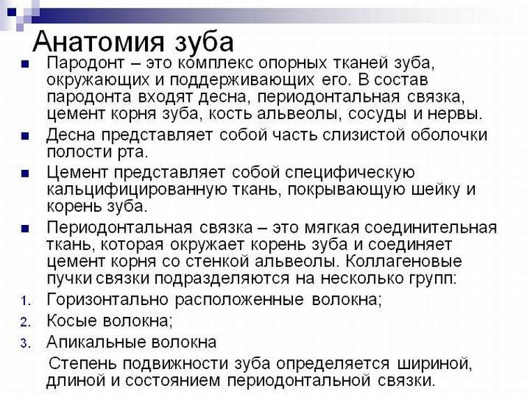 анатомия зуба