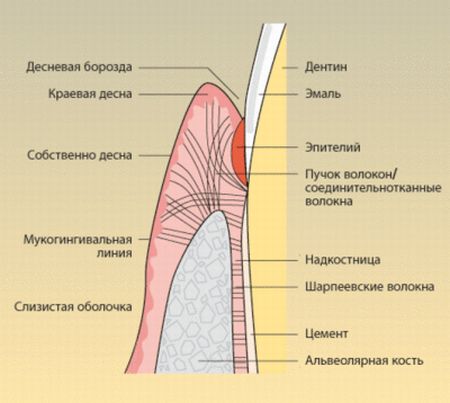 надкостница зуба