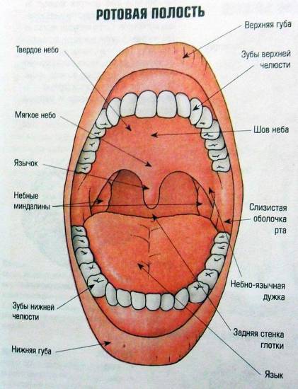 анатомия ротовой полости