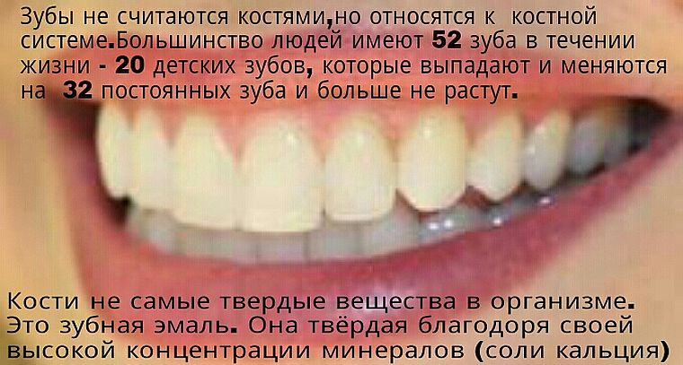 факты о количестве зубов