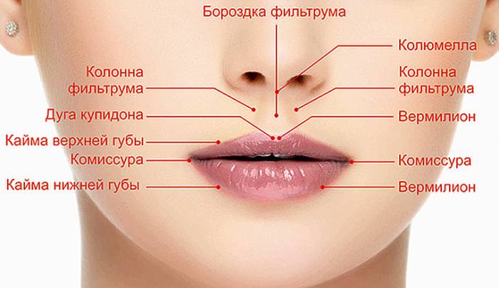 анатомия губ