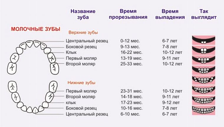 Когда режутся молочные зубки