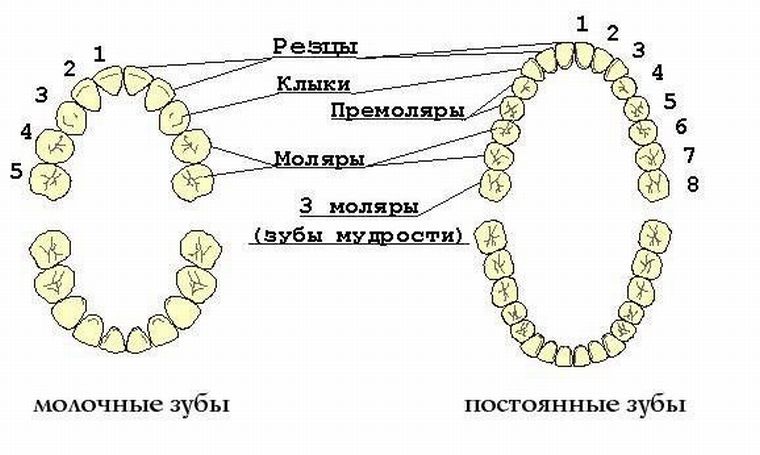 названия зубов