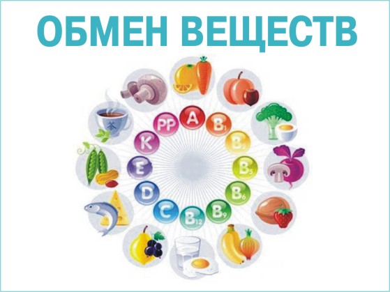 Обмен веществ