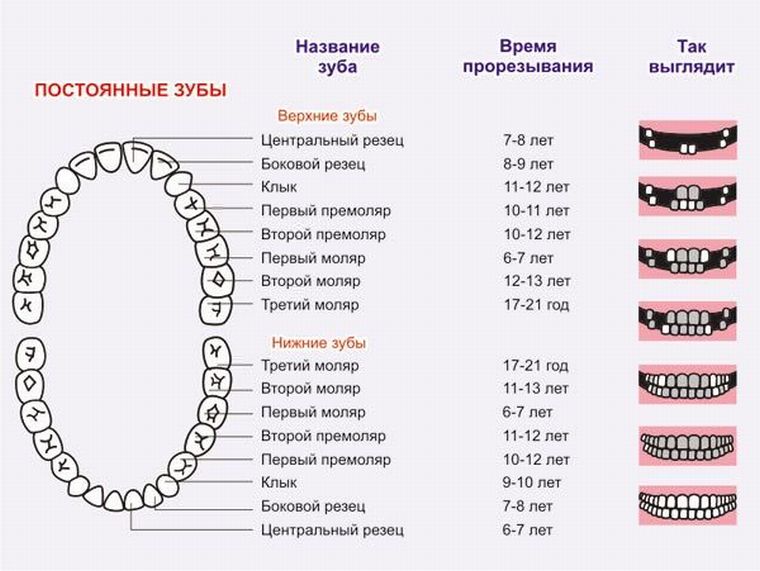 Сроки прорезания постоянных зубов