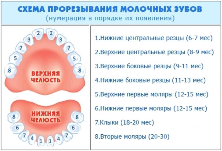 Схема прорезания зубов