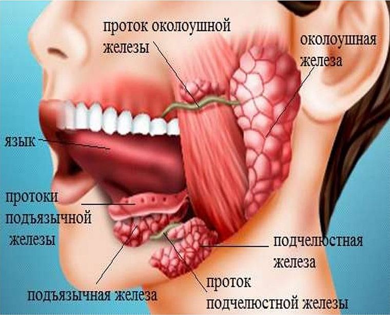 железы