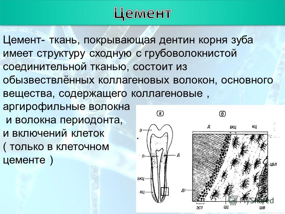 Цемент зубов