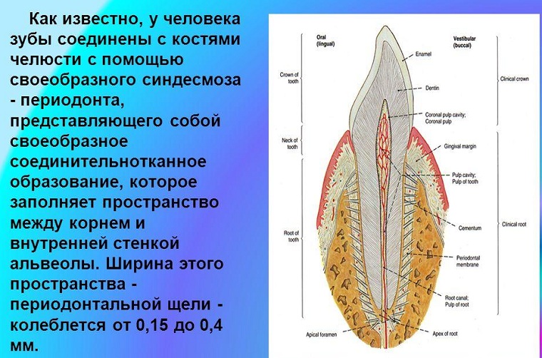 Ткани периодонта
