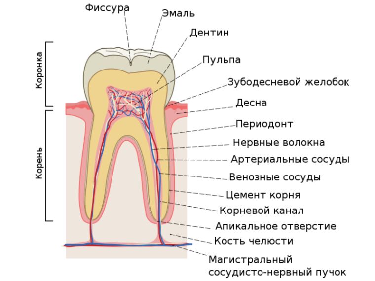 строение зубов