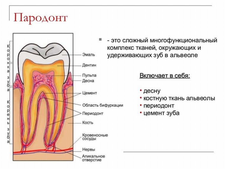 Строение тканей зуба