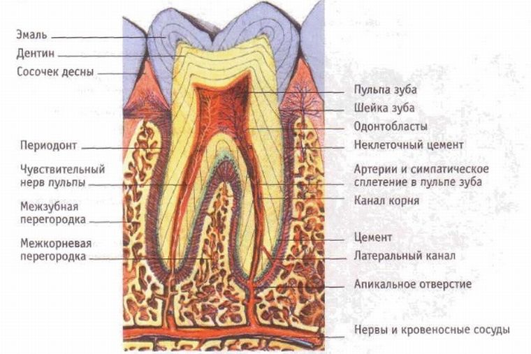 анатомия зубов