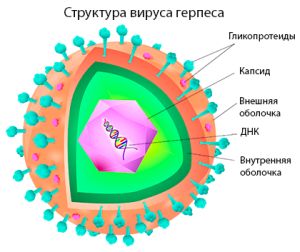 вирус герпеса